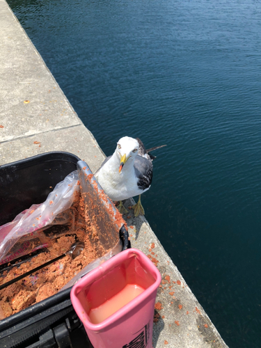 グレの釣果