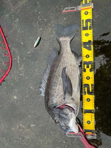 クロダイの釣果