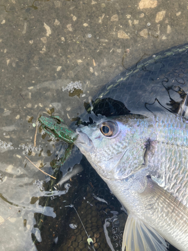 キビレの釣果