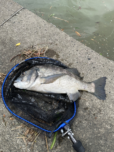 チヌの釣果