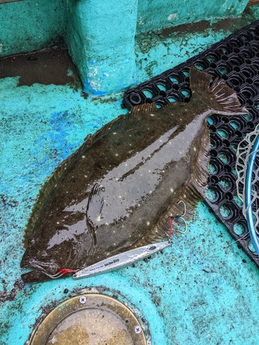 ヒラメの釣果