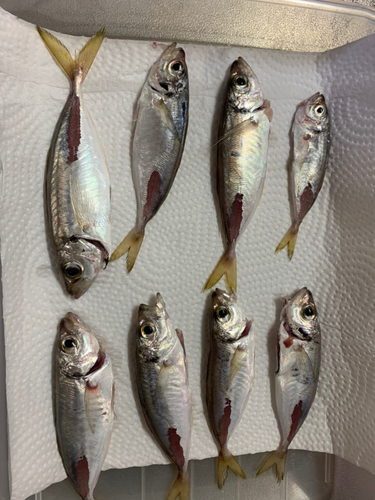 マアジの釣果