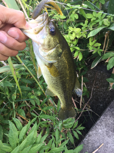 ラージマウスバスの釣果