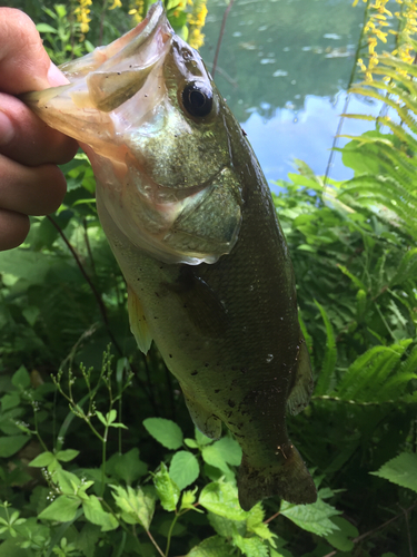 ラージマウスバスの釣果