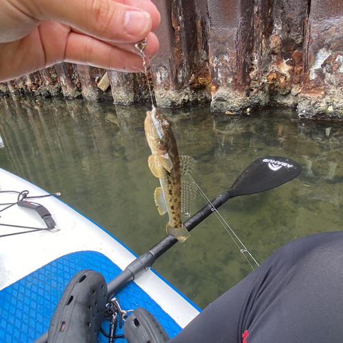 マハゼの釣果