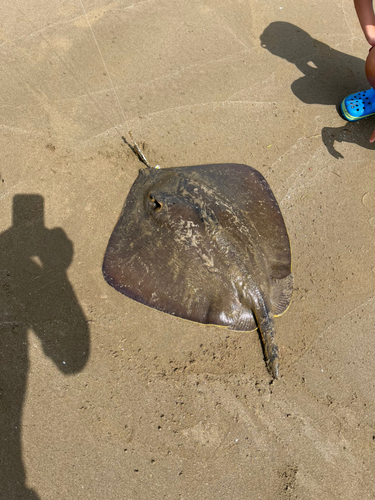 エイの釣果