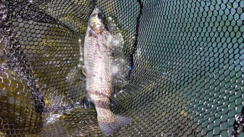 トラウトの釣果