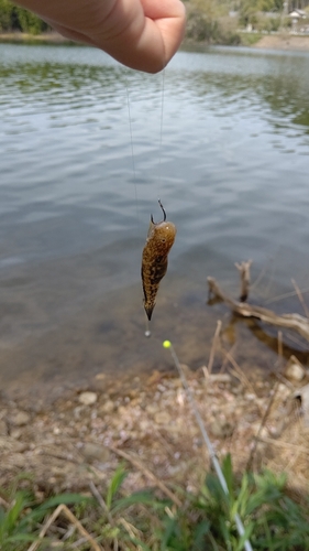 マハゼの釣果