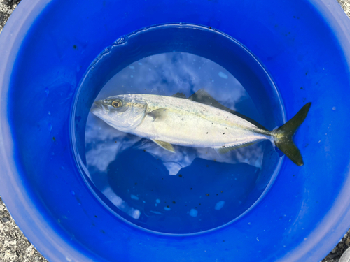 ワカシの釣果