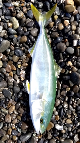 ワカシの釣果