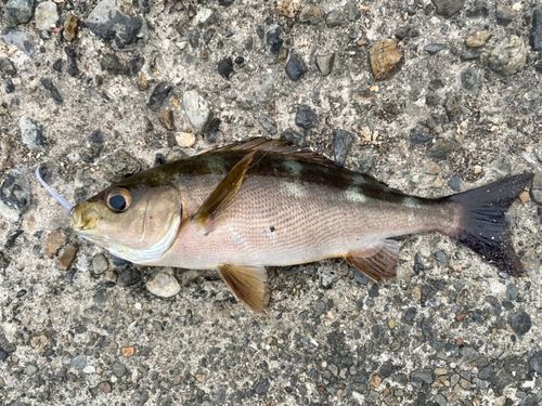 イサキの釣果