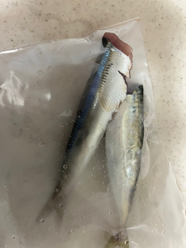 サバの釣果