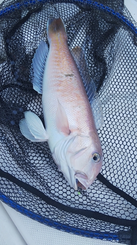 シロアマダイの釣果