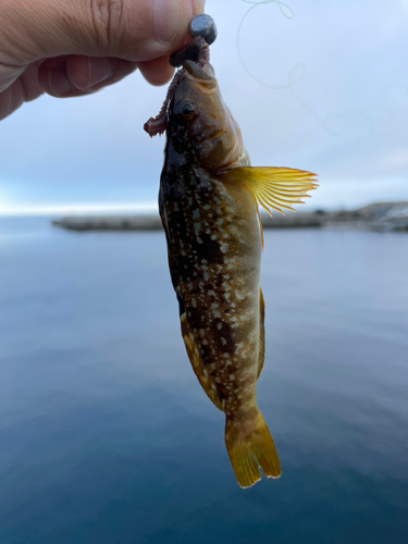 アイナメの釣果