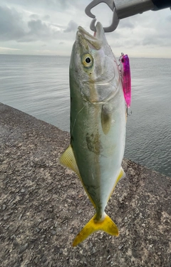 ワカシの釣果