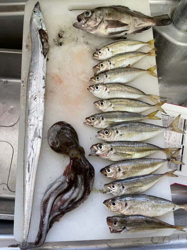 アジの釣果