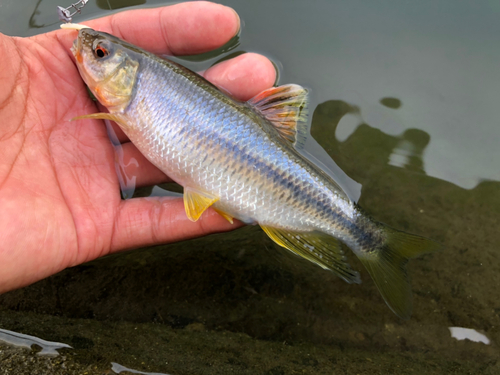 オイカワの釣果