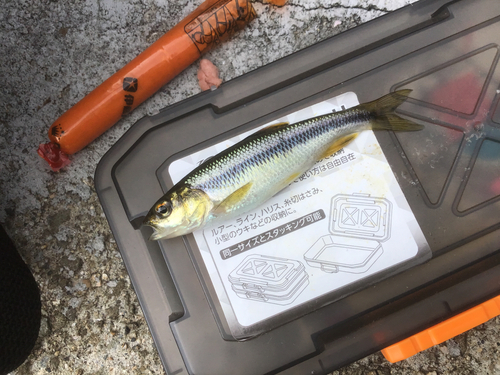 カワムツの釣果