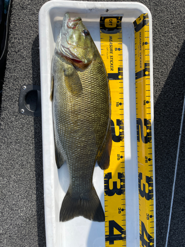 スモールマウスバスの釣果