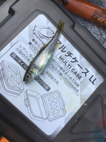 カワムツの釣果