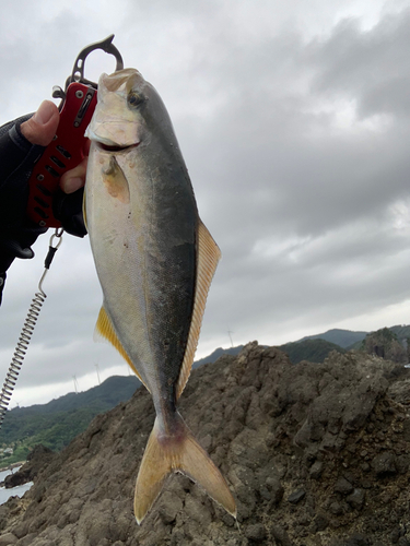 ショゴの釣果