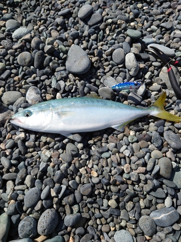 ワカシの釣果