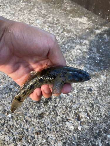 ウロハゼの釣果