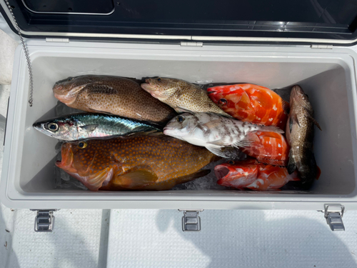 アカハタの釣果