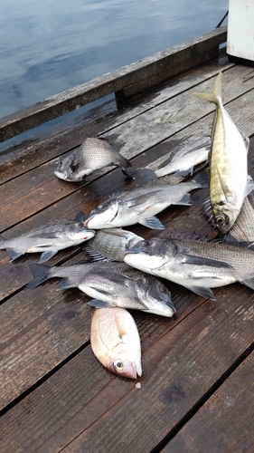 チヌの釣果