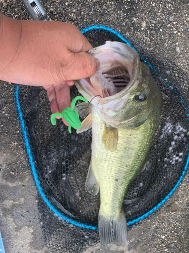 ラージマウスバスの釣果