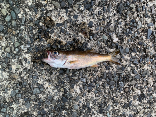 クロムツの釣果