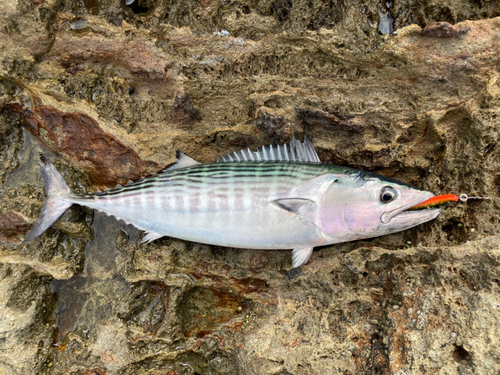 ハガツオの釣果