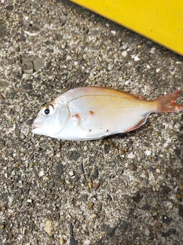 チャリコの釣果