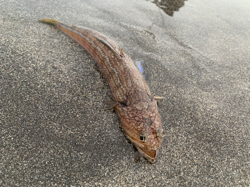 エソの釣果