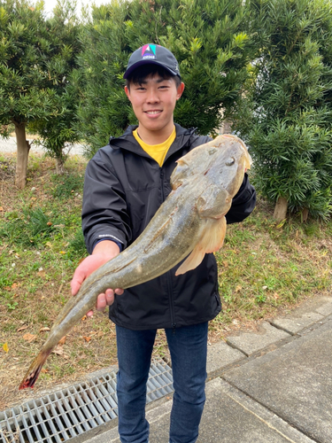 マゴチの釣果