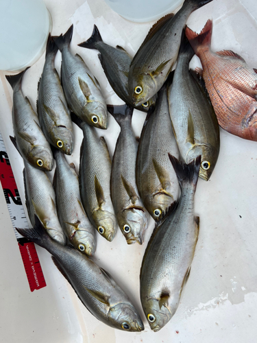 イサキの釣果