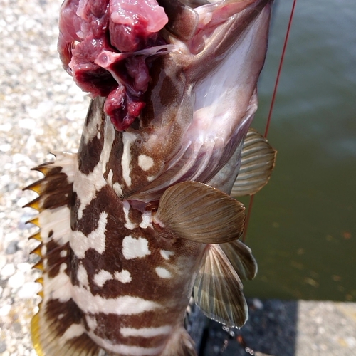 クエの釣果