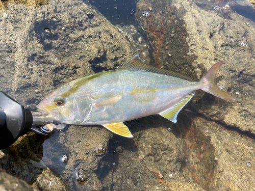 ネリゴの釣果