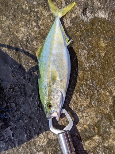 ワカシの釣果