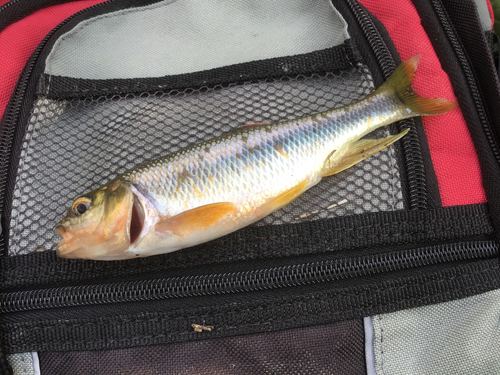 カワムツの釣果