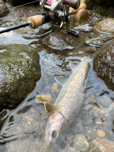 イワナの釣果