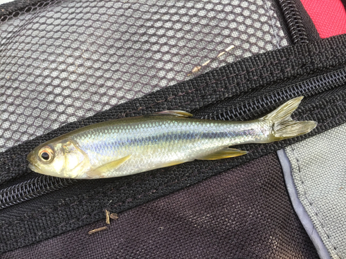 カワムツの釣果