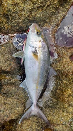 ネイリの釣果