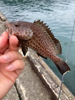 オオモンハタの釣果