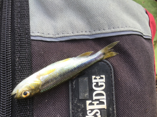 カワムツの釣果