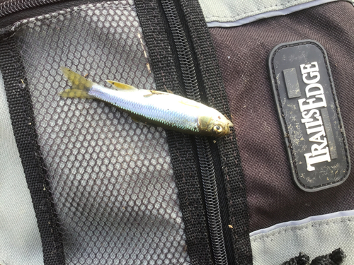 カワムツの釣果