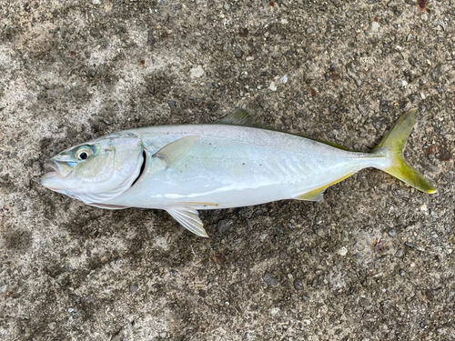 ワカシの釣果