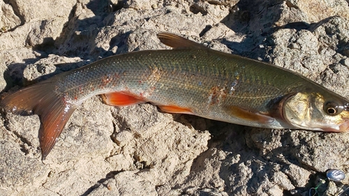 ウグイの釣果