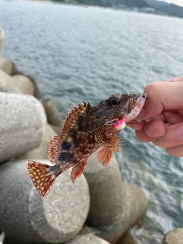 カサゴの釣果