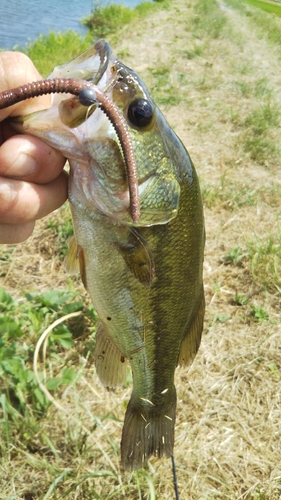 ラージマウスバスの釣果